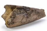 Fossil Dinosaur (Triceratops) Brow Horn - Montana #306622-2